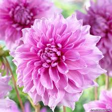 Dahlia - Lavender